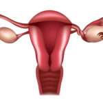 ivf-center-in-nashik-test-tube-baby-center-nashik-female-infertility